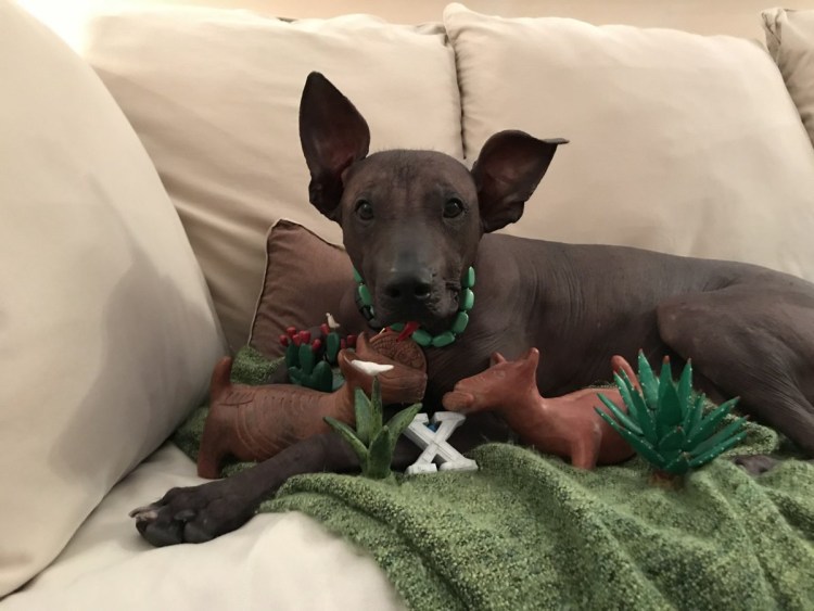 Питание собаки ксоло