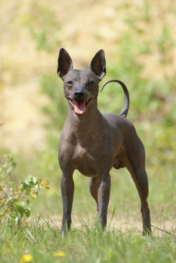 Мексиканская порода собак ксолоитцкуинтли
