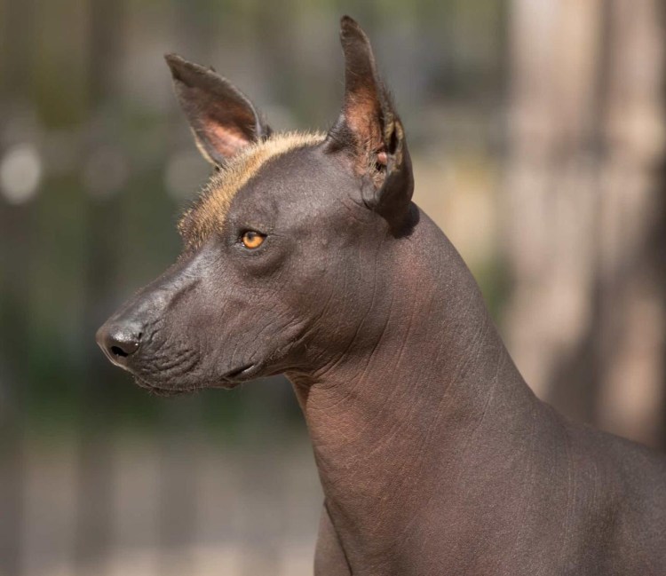 Шпиц самоед