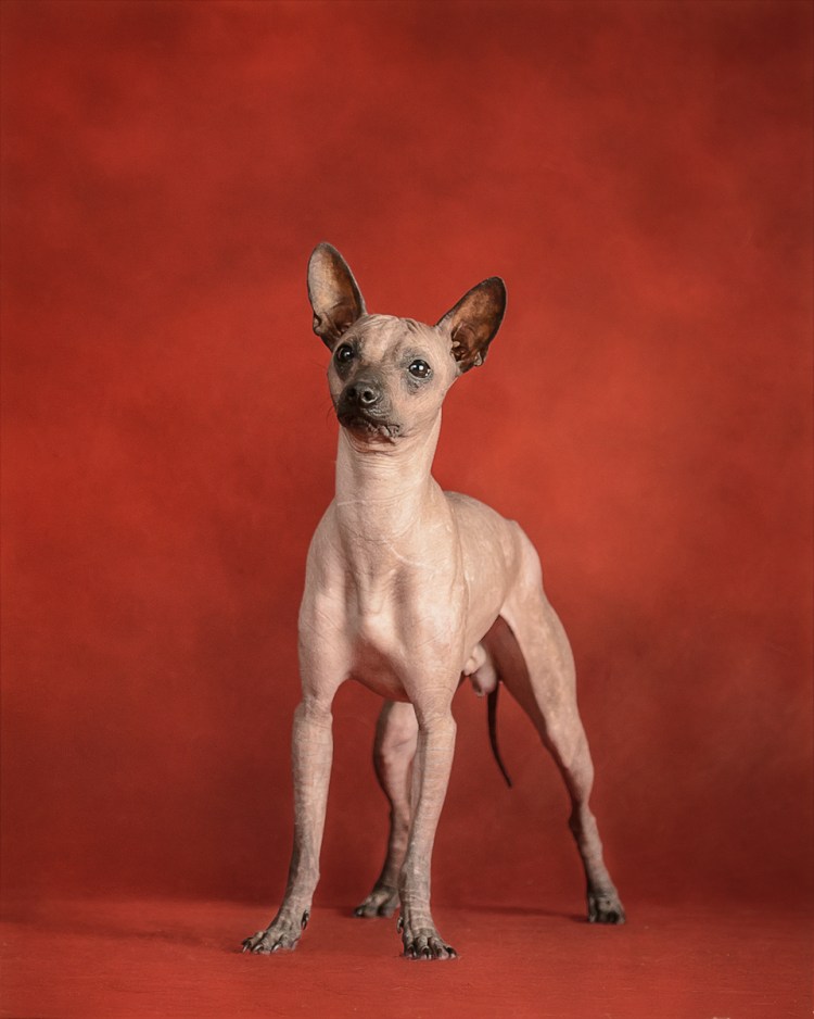 Ксолоитцкуинтли Анубиса