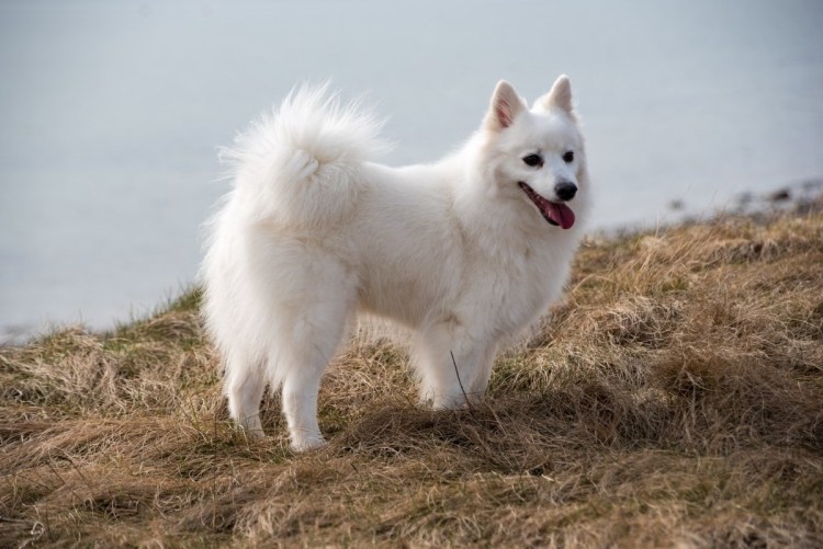 Ксоло Мексиканская лысая