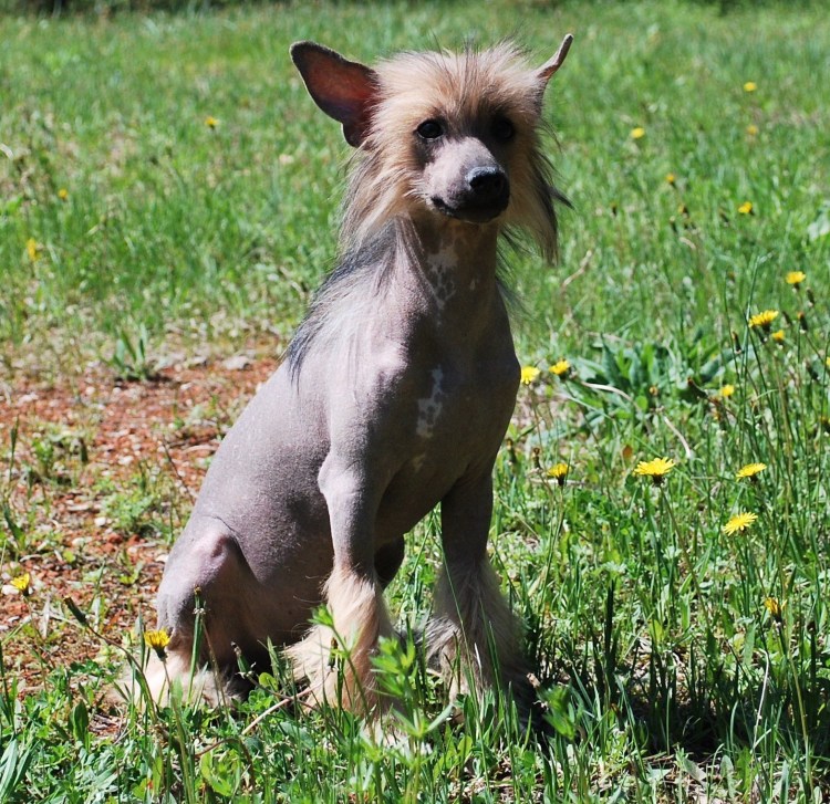 Тайский басенджи