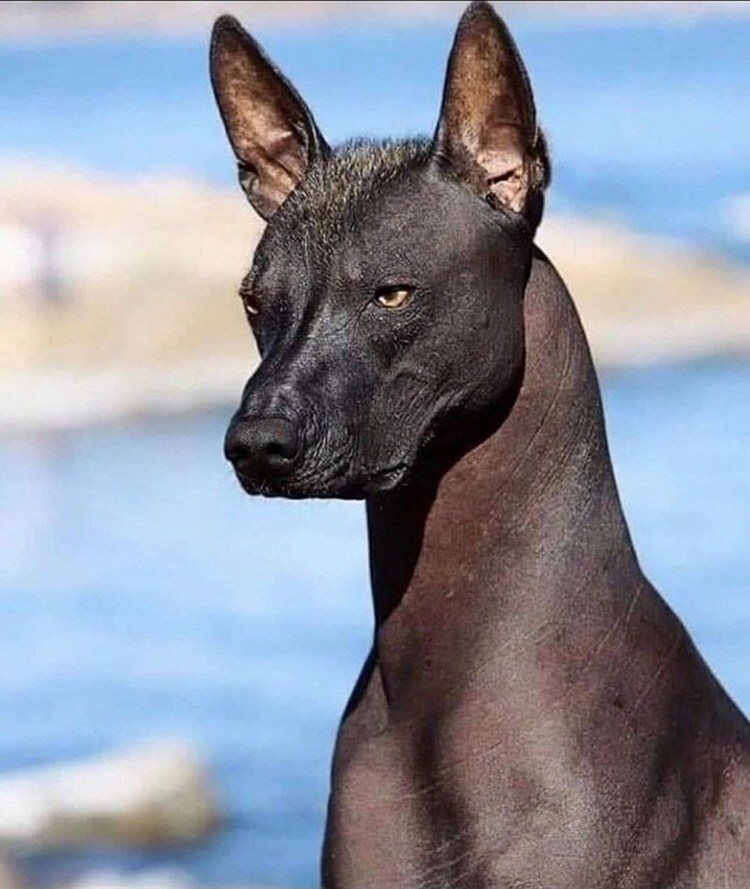 Йоркширский терьер с длинной шерстью