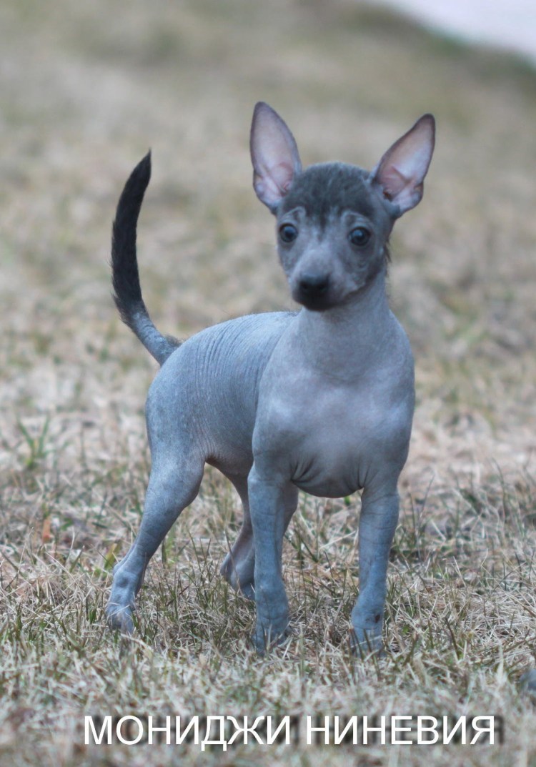 Ксоло Мексиканская хохлатая