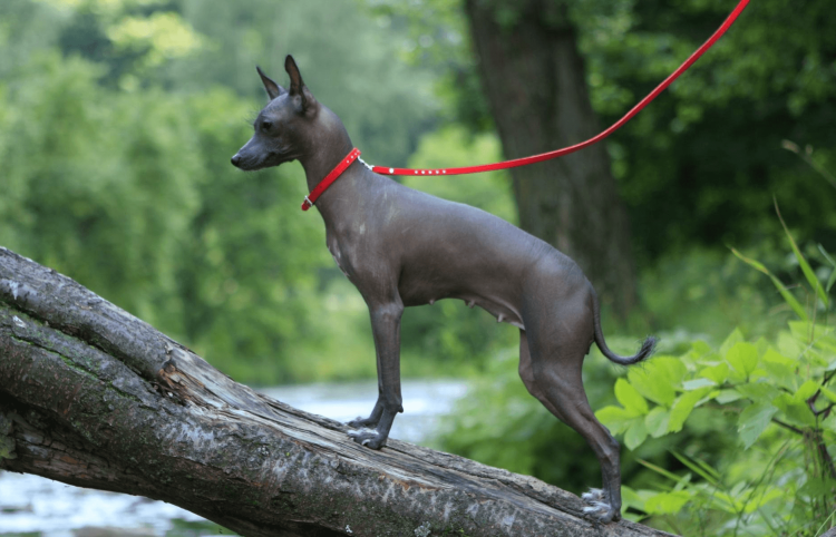 Чау-чау тибетский