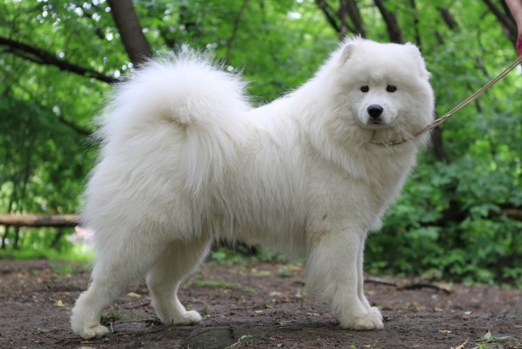 Шиба ину собака фото и уточка Лала Фанфан фото