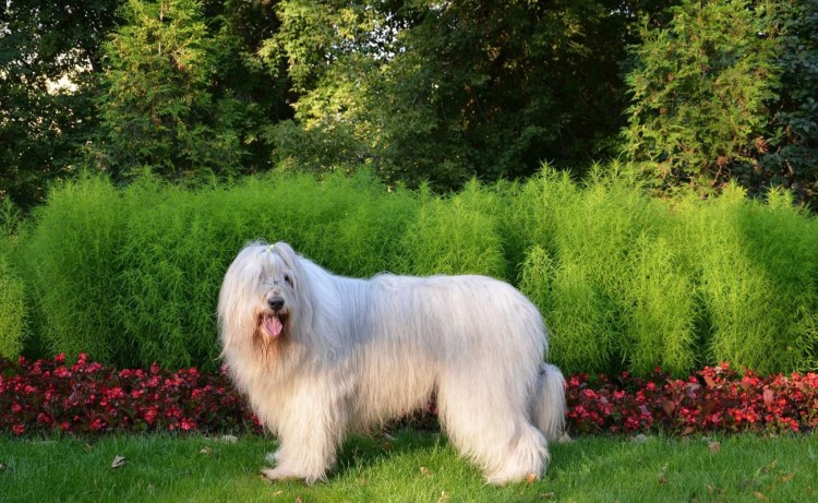 Сибирская лайка самоед