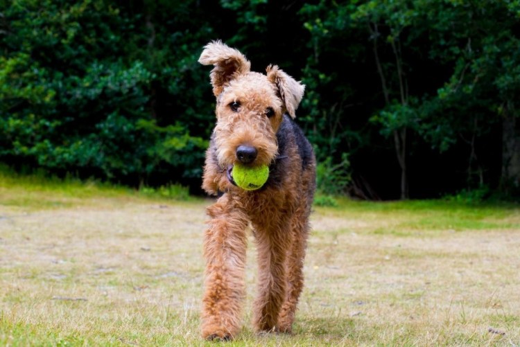 Вельштерьер жесткошерстный