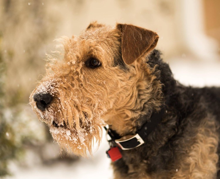 Терьер Эрдельтерьер