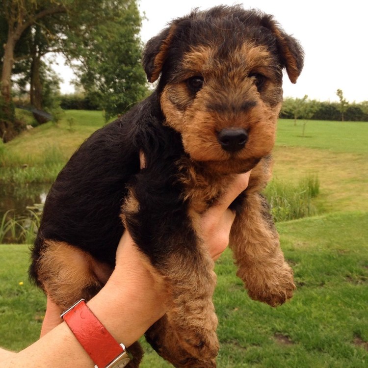 Терьер Эрдельтерьер