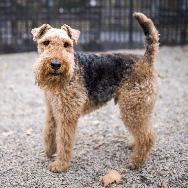 Порода собак Эльдертерьер