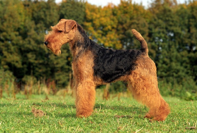 Золотистый Эрдельтерьер