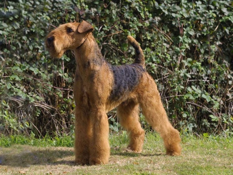 Вельштерьер и Эрдельтерьер