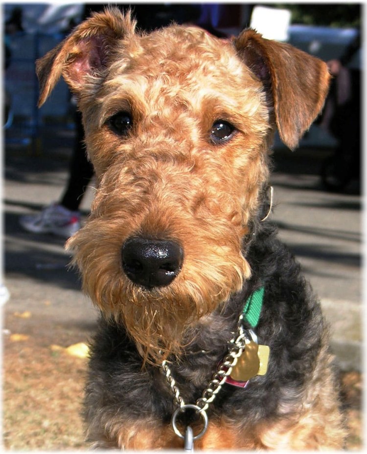 Фокс жесткошерстный