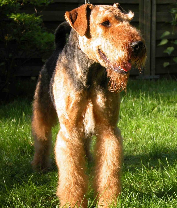 Вельш-терьер (Уэльский терьер);