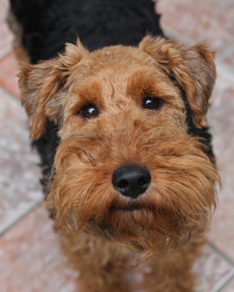 Эрдельтерьер собака