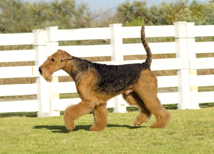 Терьер Эрдельтерьер Эрдельтерьер