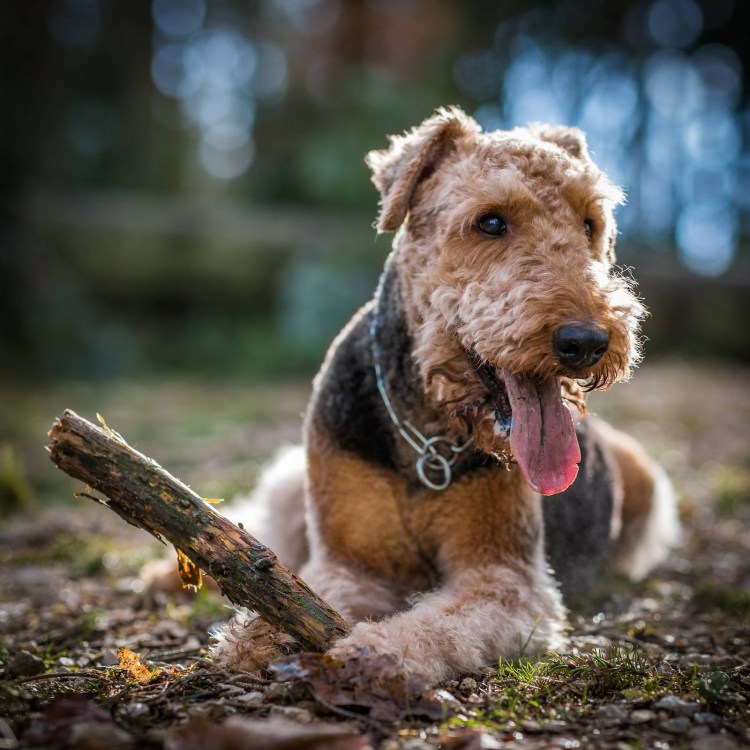 Вельштерьер жесткошерстный