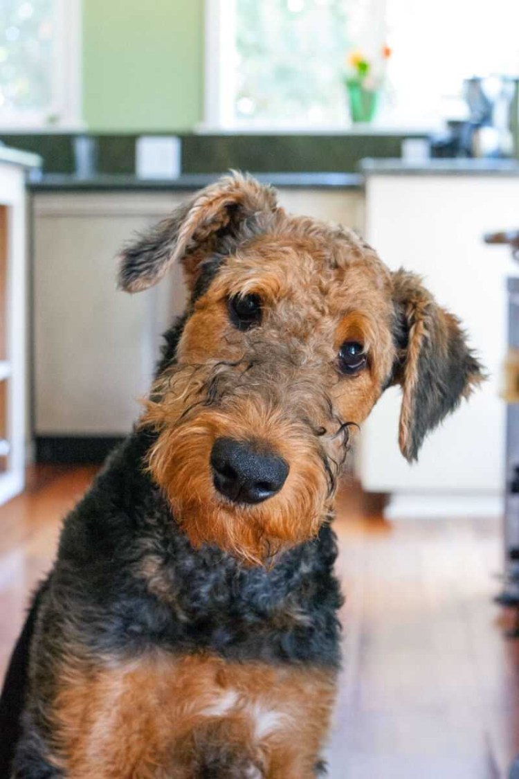 Эрдельтерьер 2 щенка