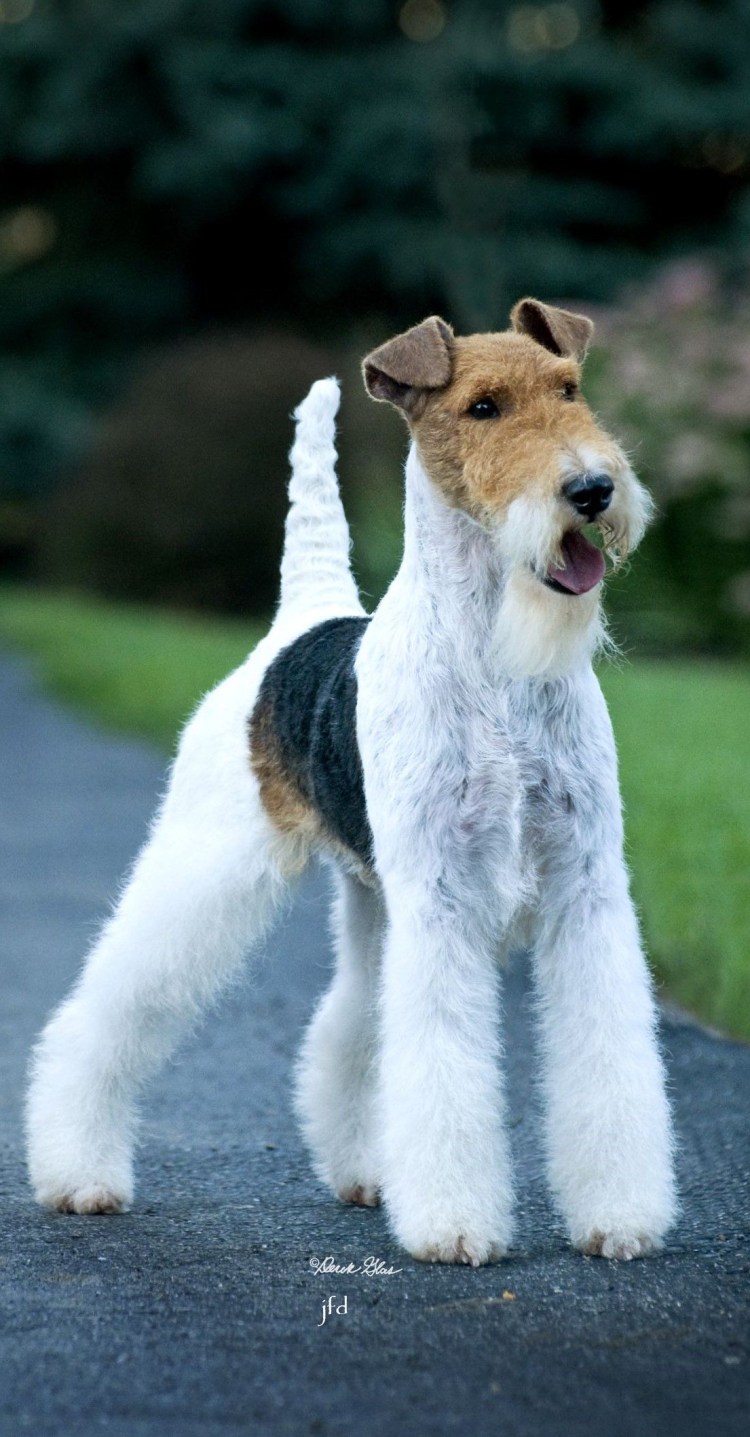 Велш терьер