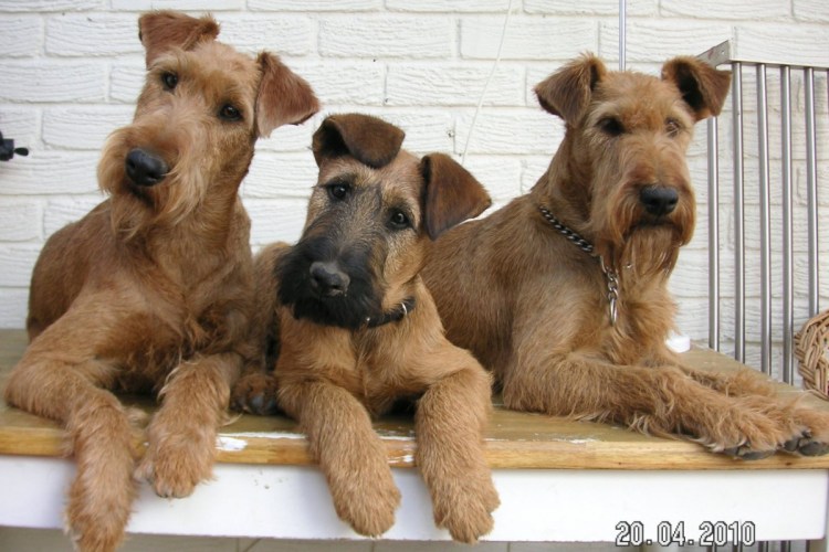 Порода Эрдельтерьер