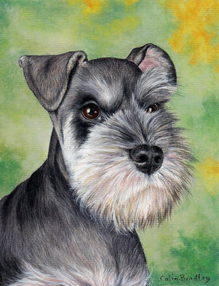 Цвергшнауцер Вайт