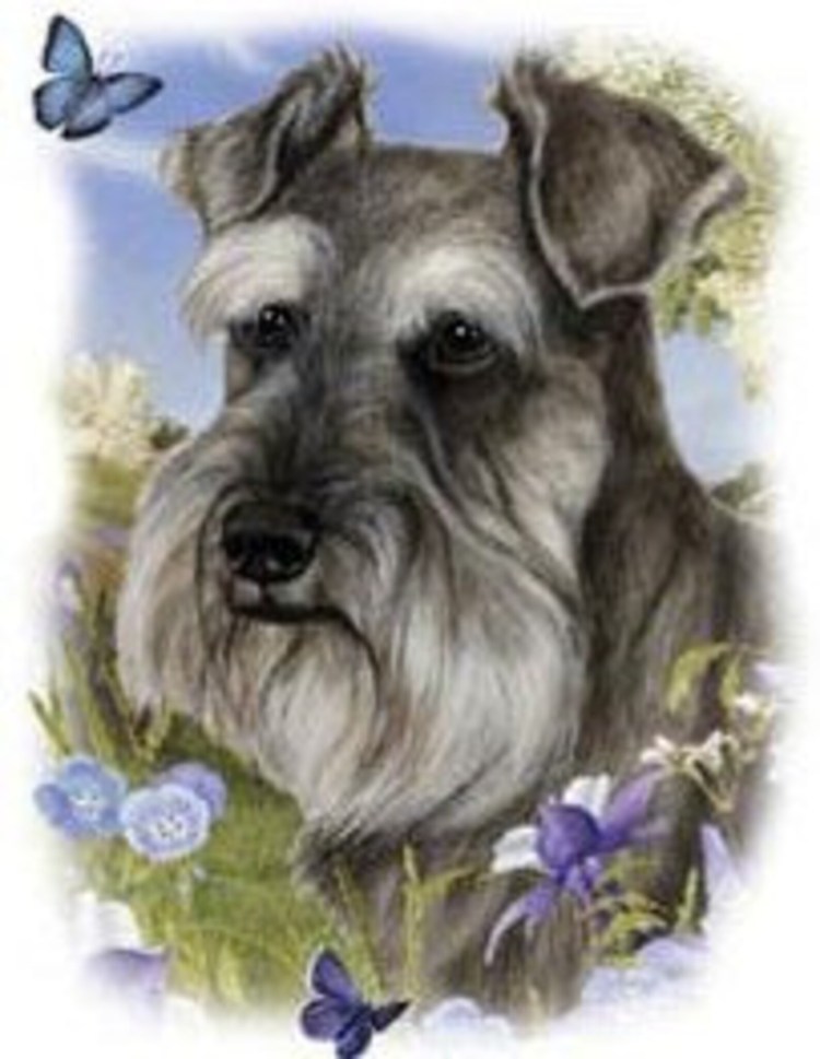 Цвергшнауцер акварелью