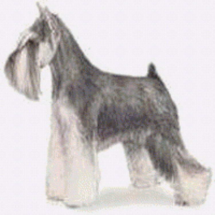 Цвергшнауцер в мультяшном стиле ч/б вектор