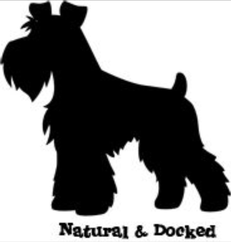 Шнауцер шарж