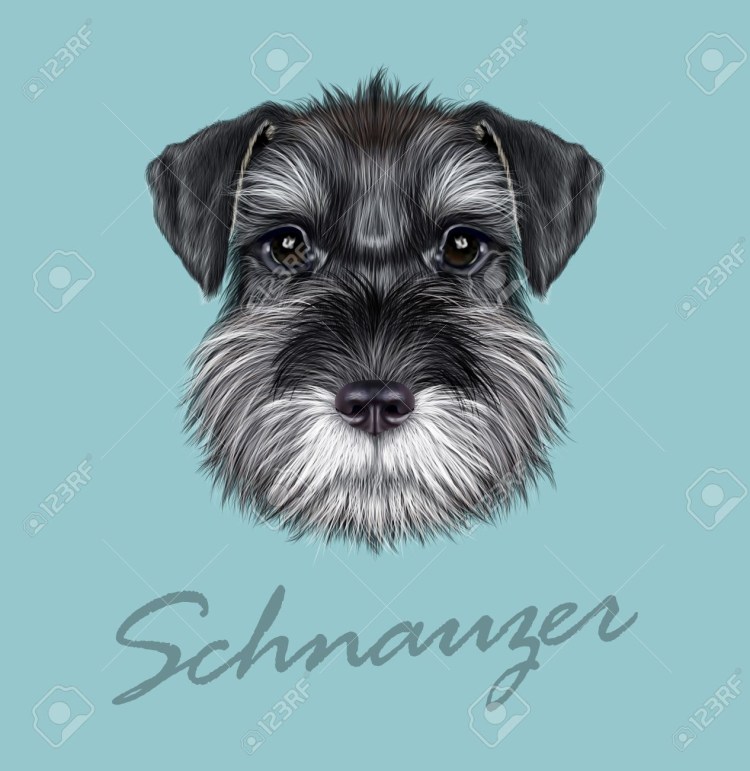 Шнауцер портрет