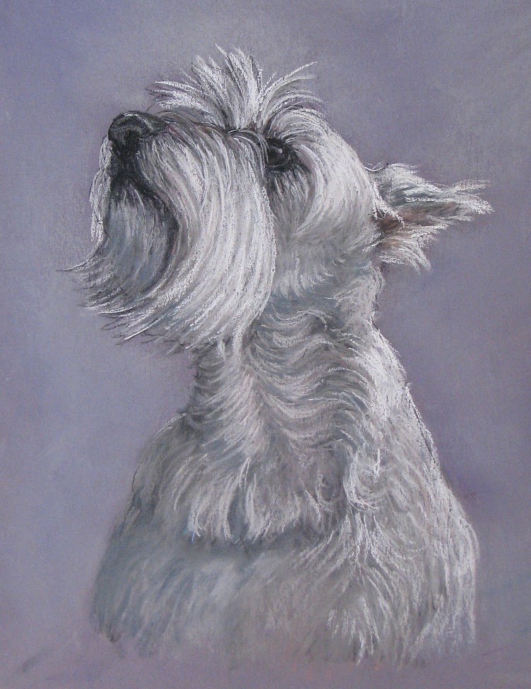 Шнауцер стандарт породы