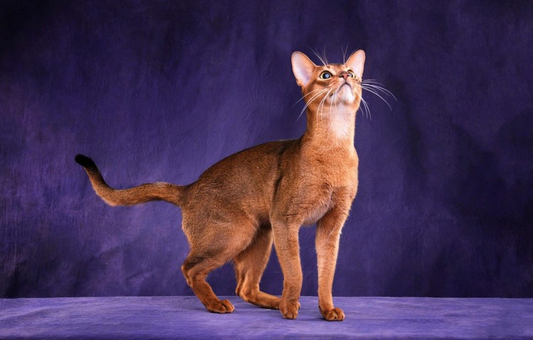 Сфинкс порода кошек разновидности