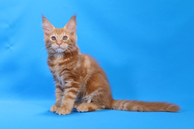 Кот порода Феникс