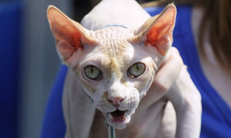 Самая маленькая хищная кошка