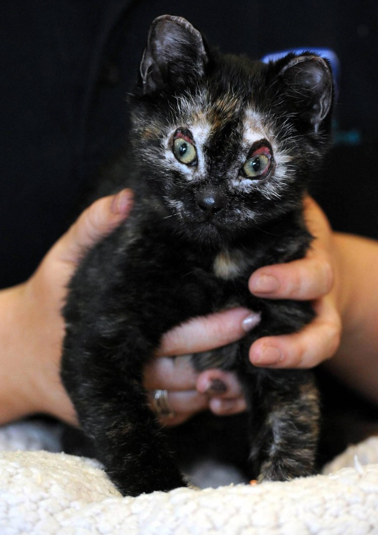 Кошка Феникс