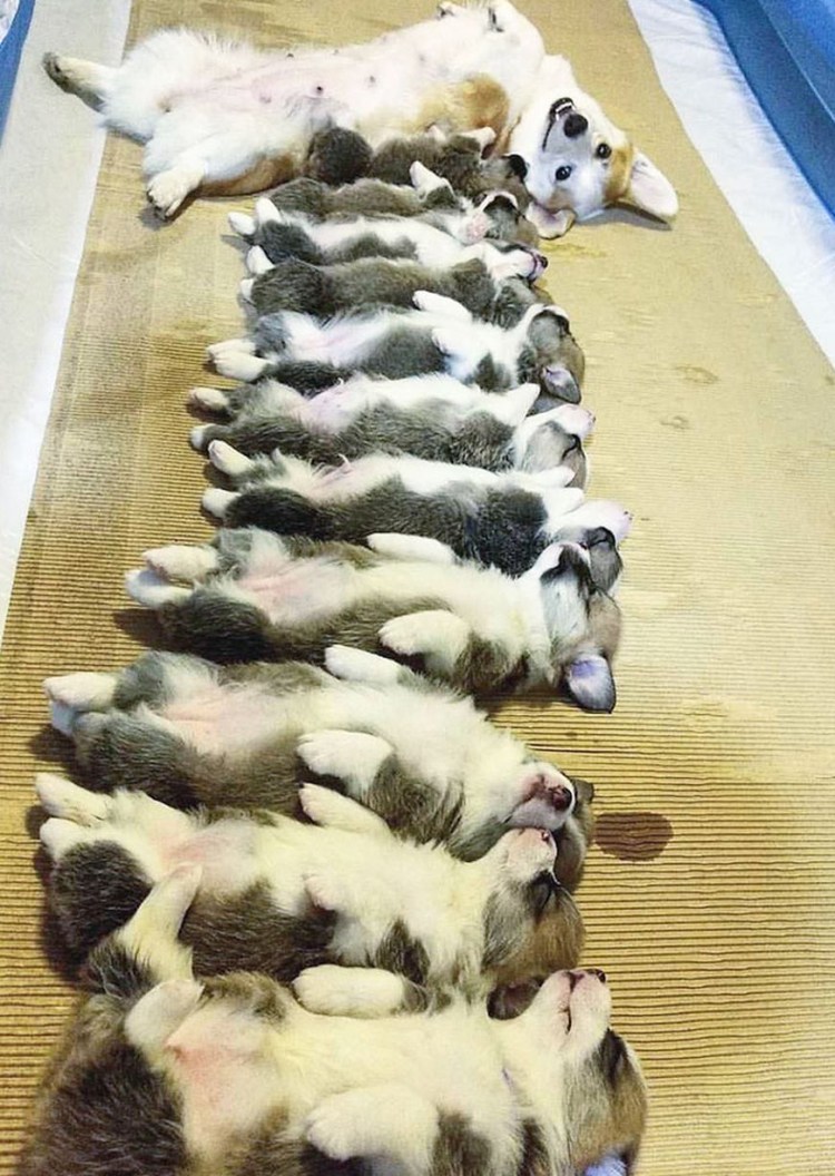 Вельш корги и кот