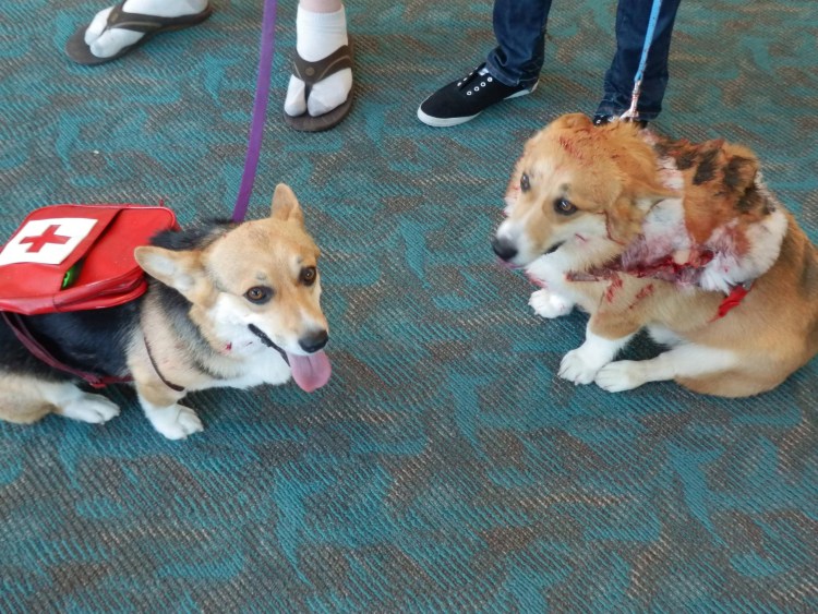 Беременная корги пемброк