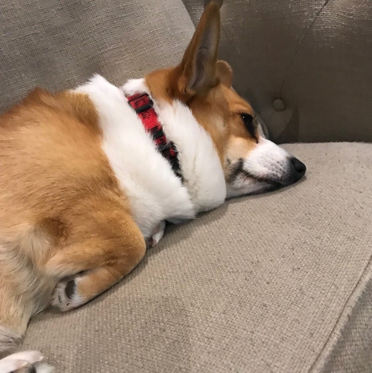 Фото беременной корги