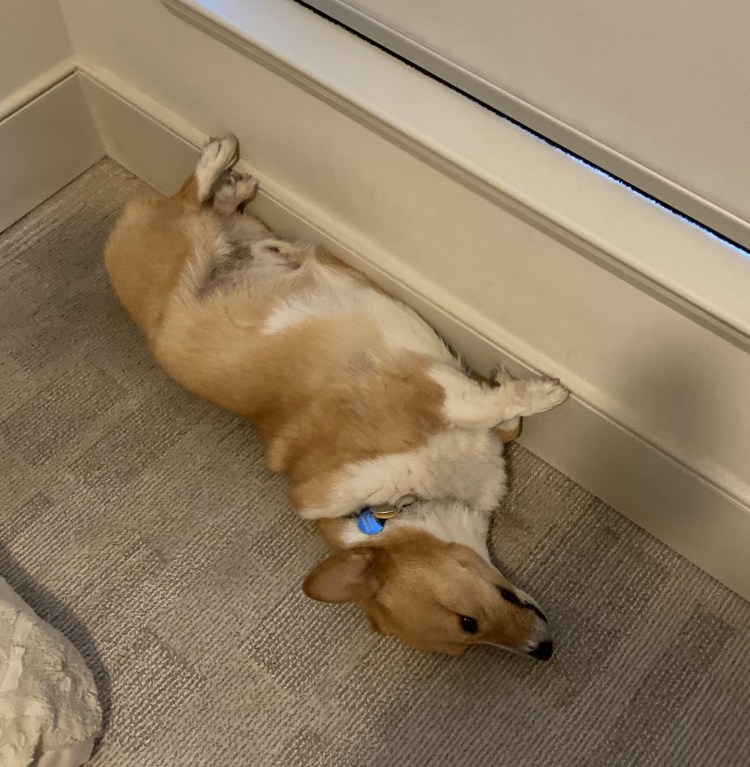 Беременная корги