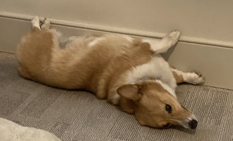 Груминг корги пемброк