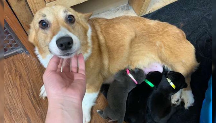 Батониться корги