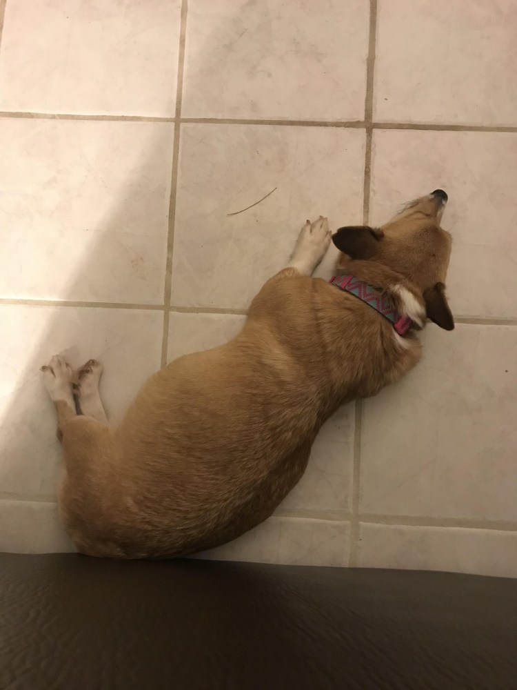 Корги щенок коргишьян