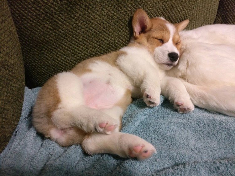Корги Феня Сочи