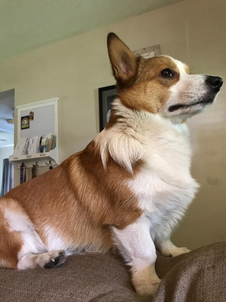 Щенки вельш корги с мамой