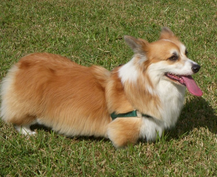 Беременный корги