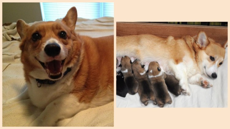 Новорожденные корги пемброк