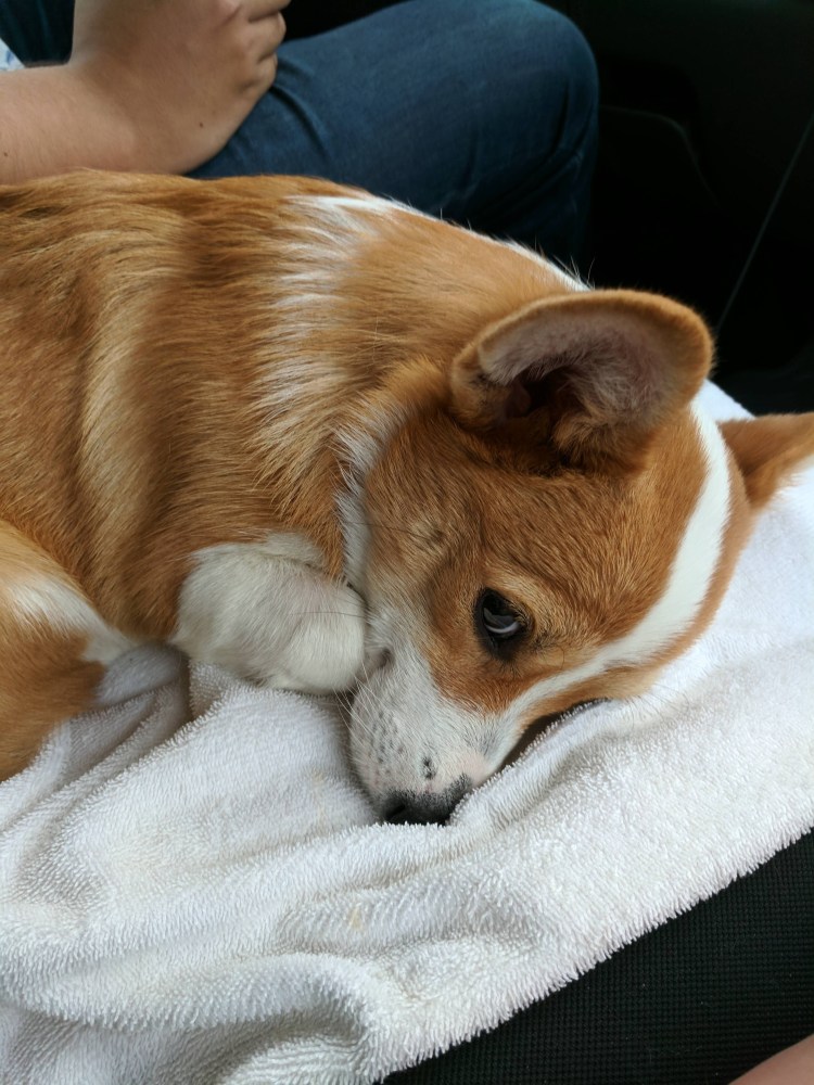 Вельш корги пемброк сзади