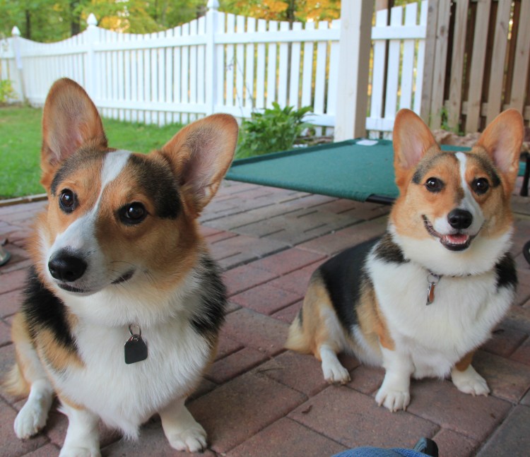 Вельш корги пемброк в 5 месяцев