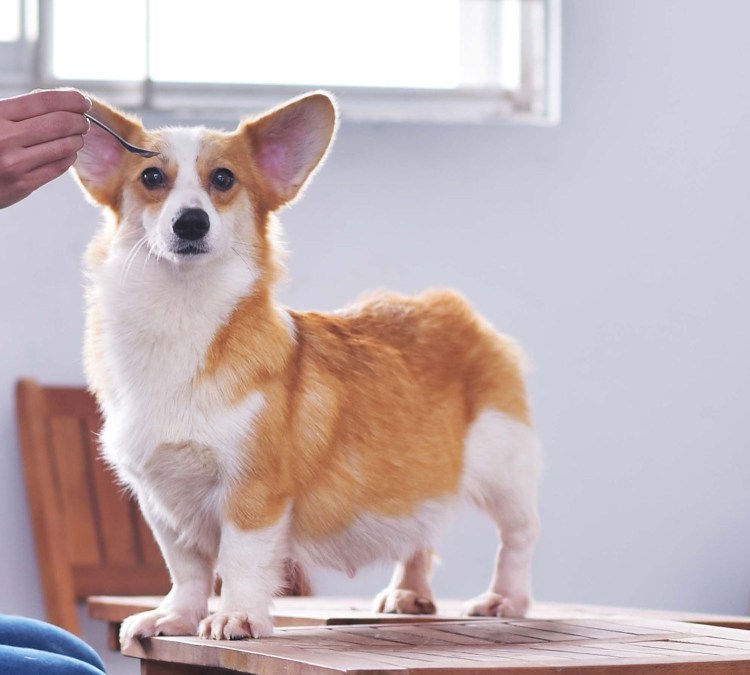 Беременная корги