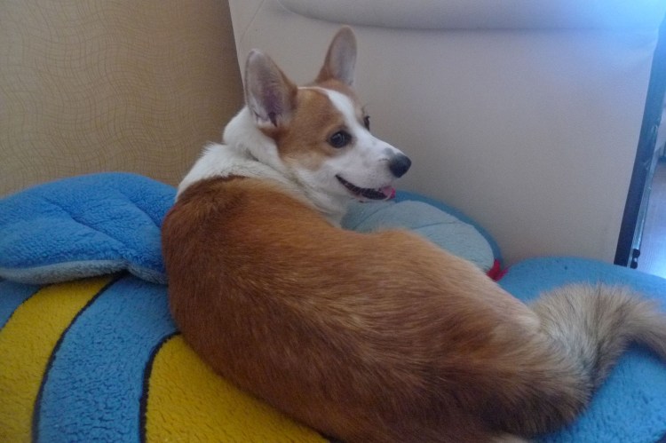 Корги пемброк толстый